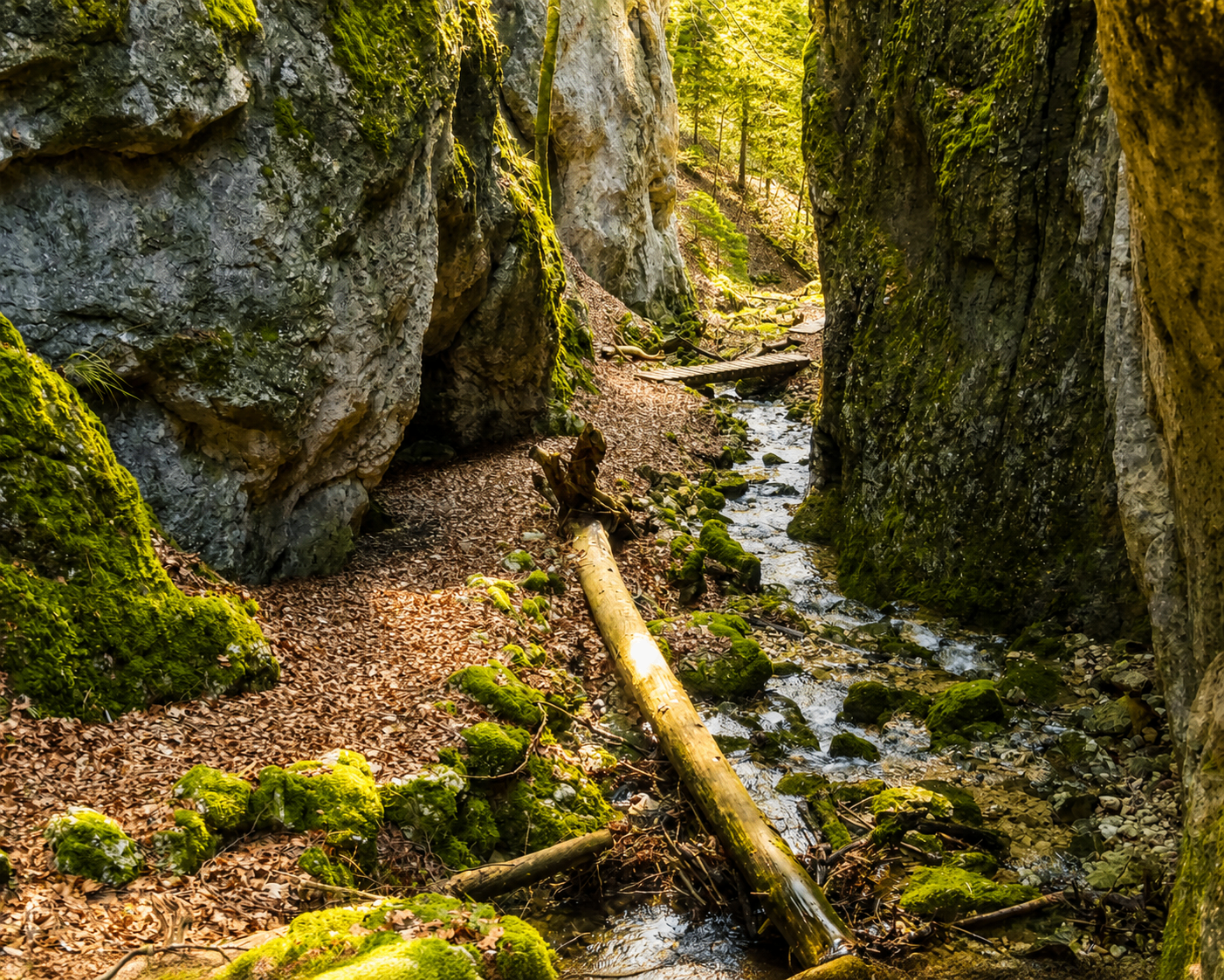 Romantische Wolfsschlucht im Naturpark Thal mit moosbewachsenen Felsen und Bach