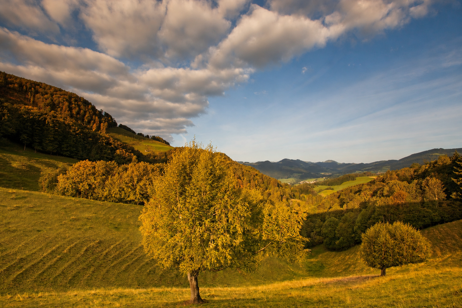 Sanfte Hügellandschaft mit Bäumen im Naturpark Thal